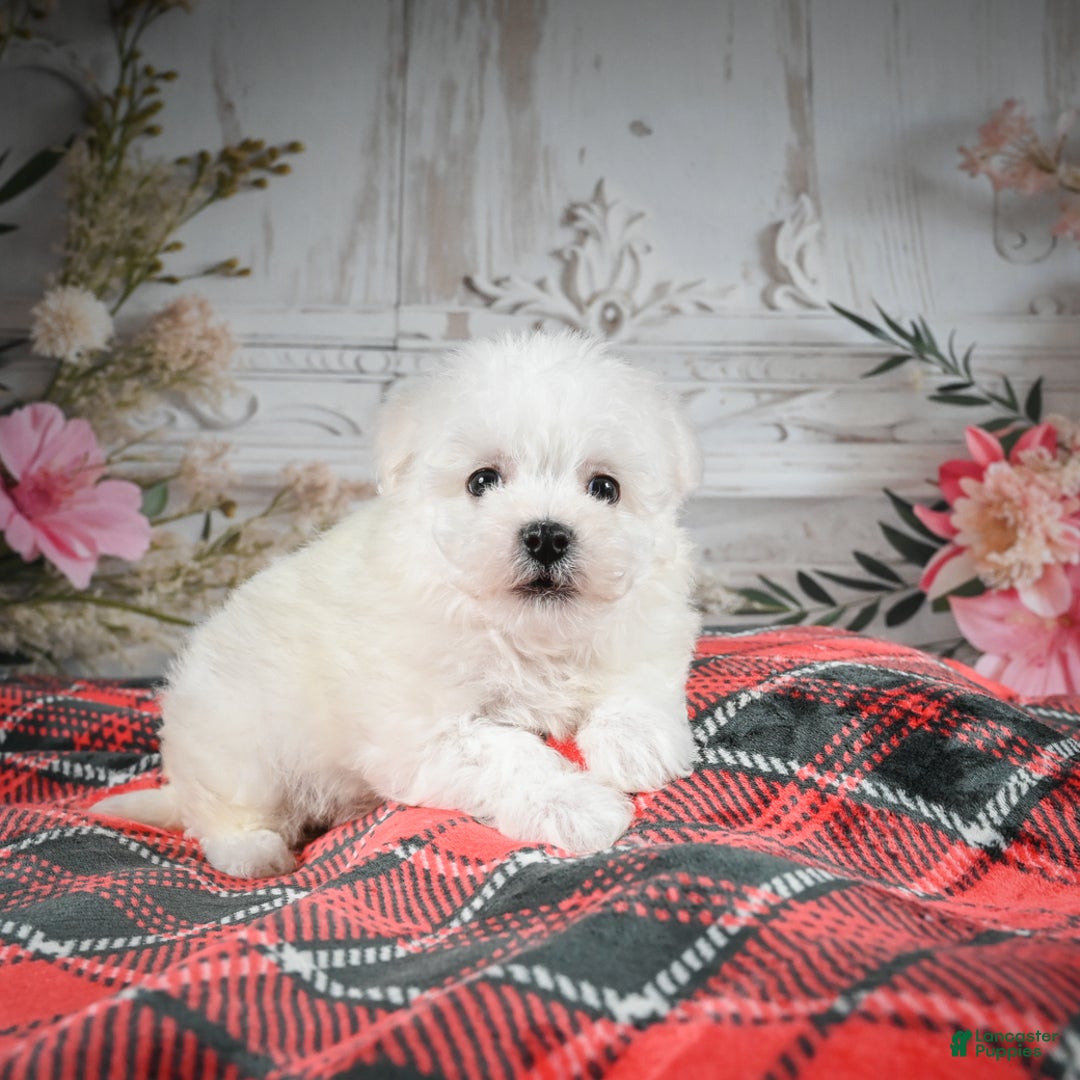 Bichon Frise dogs for sale: Meverick - Ad 7