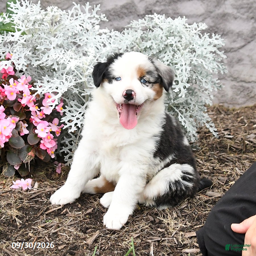 Australian Shepherd dogs Leo - Ad 1