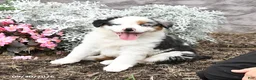 Australian Shepherd dogs for sale: Leo - Ad 1