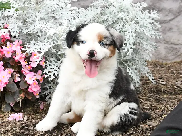 Australian Shepherd dogs for sale: Leo - Ad 1