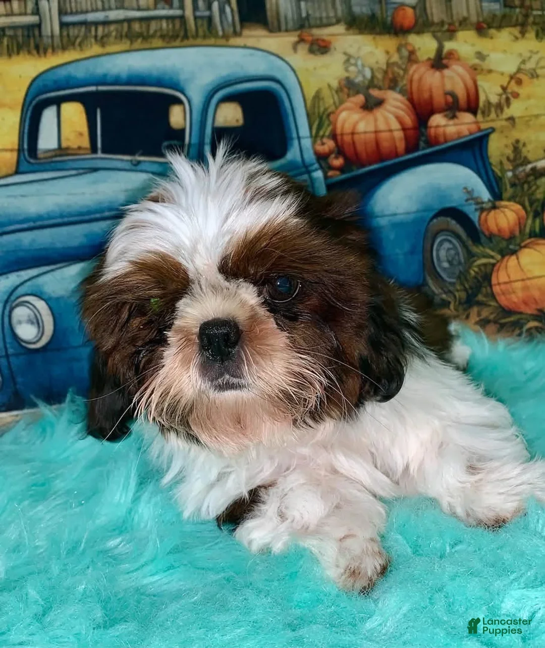 Shih Tzu dogs for sale: Karter - Ad 2