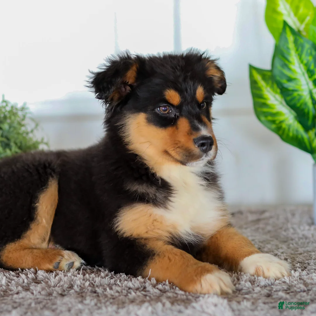 Australian Shepherd dogs for sale: Eddie - Ad 4