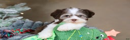 Havanese dogs for sale: Hope - Ad 6