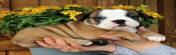 Olde English Bulldogge dogs for sale: Summit - Ad 3