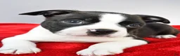 Boston Terrier dogs for sale: Kobe - Ad 5