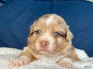 Australian Shepherd dogs Precious - Ad 23