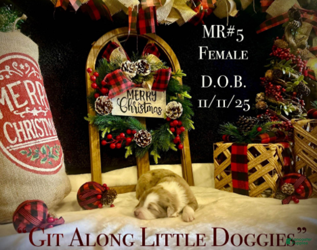 Australian Shepherd dogs for sale: MR#5 - Ad 5