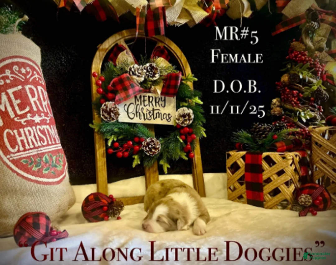 Australian Shepherd dogs for sale: MR#5 - Ad 5