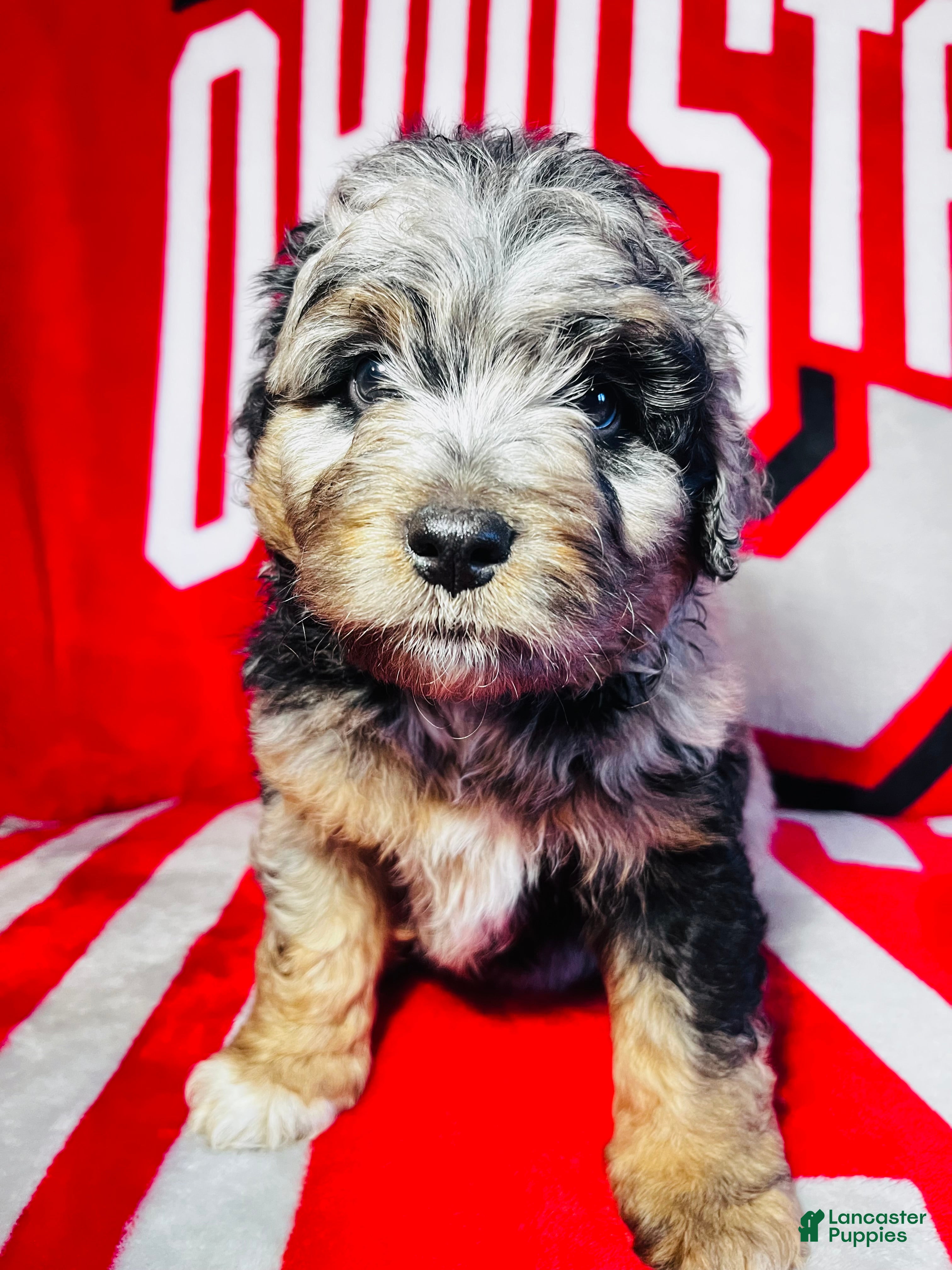 Mini Aussiedoodle dogs Chase-Merle - Ad 1