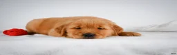 Golden Retriever dogs for sale: Romeo - Ad 3