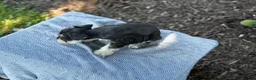 Miniature Schnauzer dogs for sale: Tereesa - Ad 9
