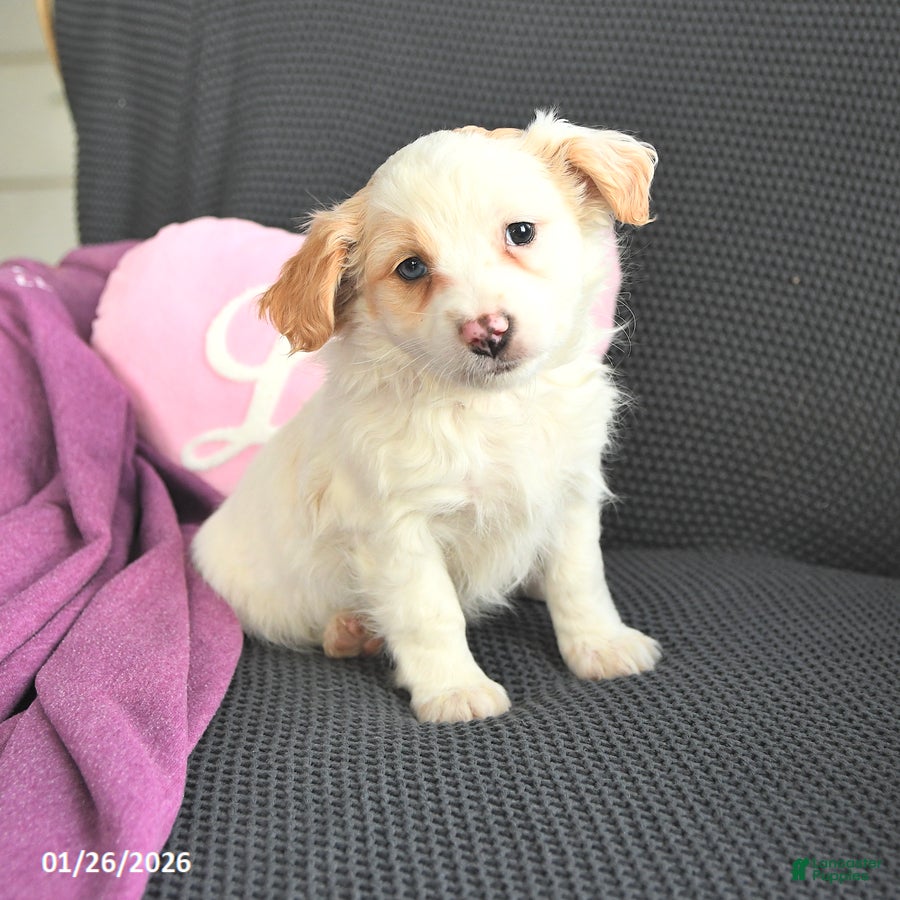 Mixed Breed dogs Jacob - Ad 33