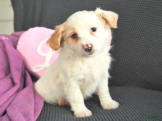 Mixed Breed dogs Jacob - Ad 33