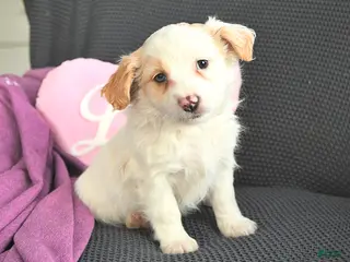 Mixed Breed dogs Jacob - Ad 36