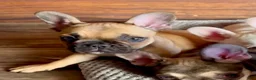 French Bulldog dogs for sale: LIZZIE - FAWN CUTIE in CALI, USA DElIVERY & FINANCING OPTIONS! - Ad 1