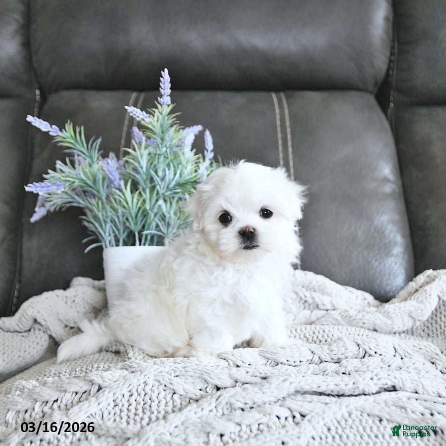 Maltese dogs Bentley EXTRA SMALL - Ad 2