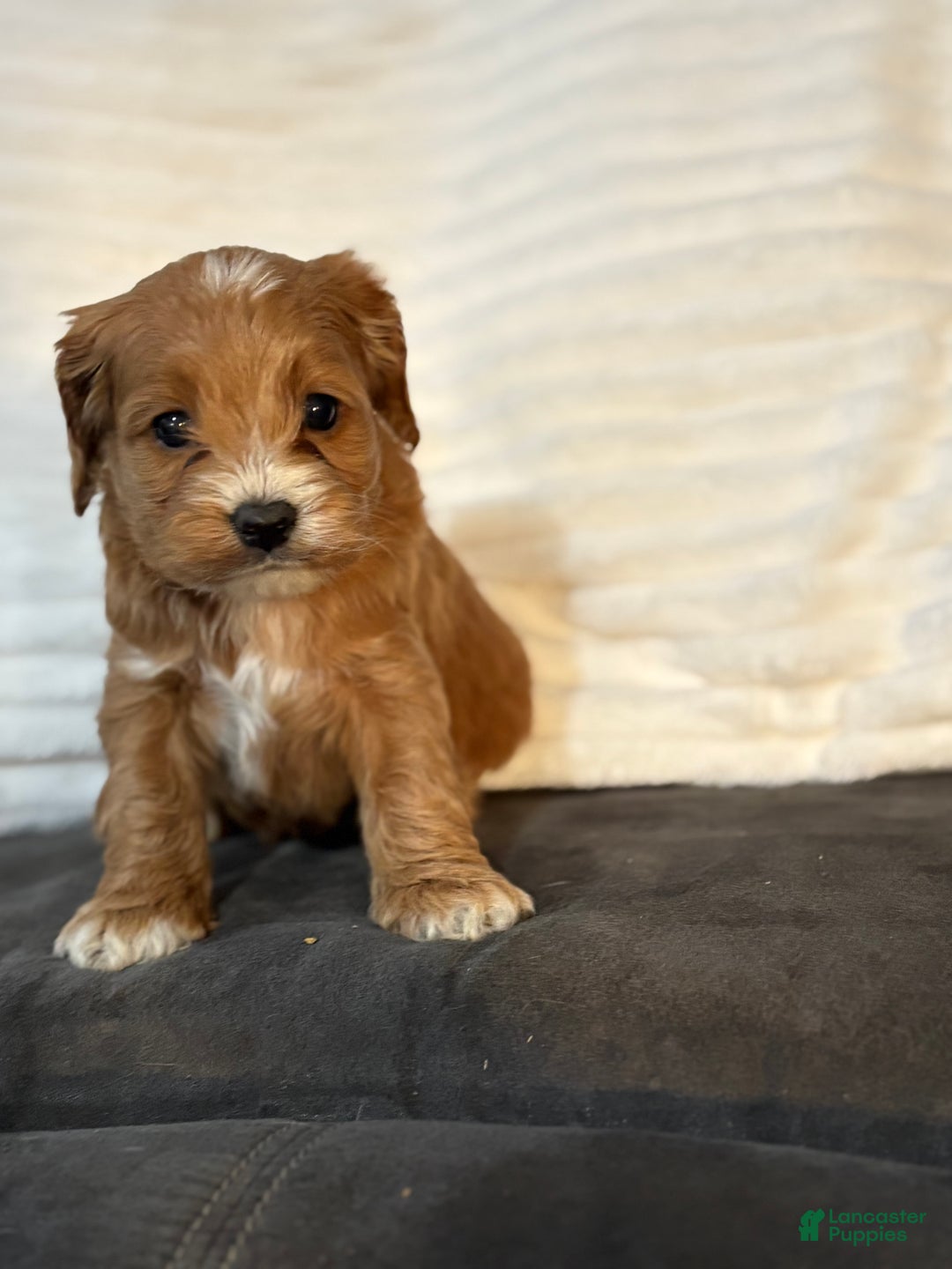 Cockapoo dogs for sale: Jaylyn - Ad 4