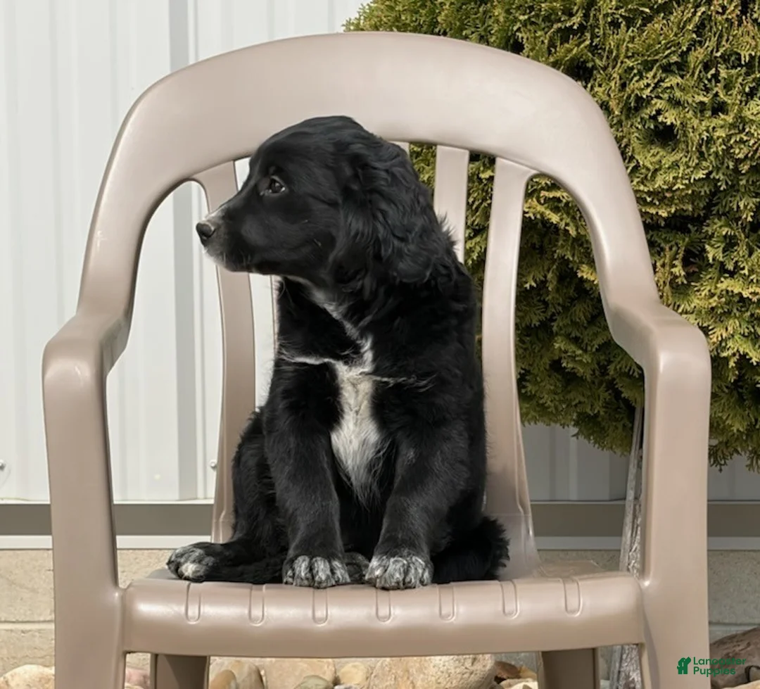 Mini Goldendoodle dogs for sale: Kate - Ad 2