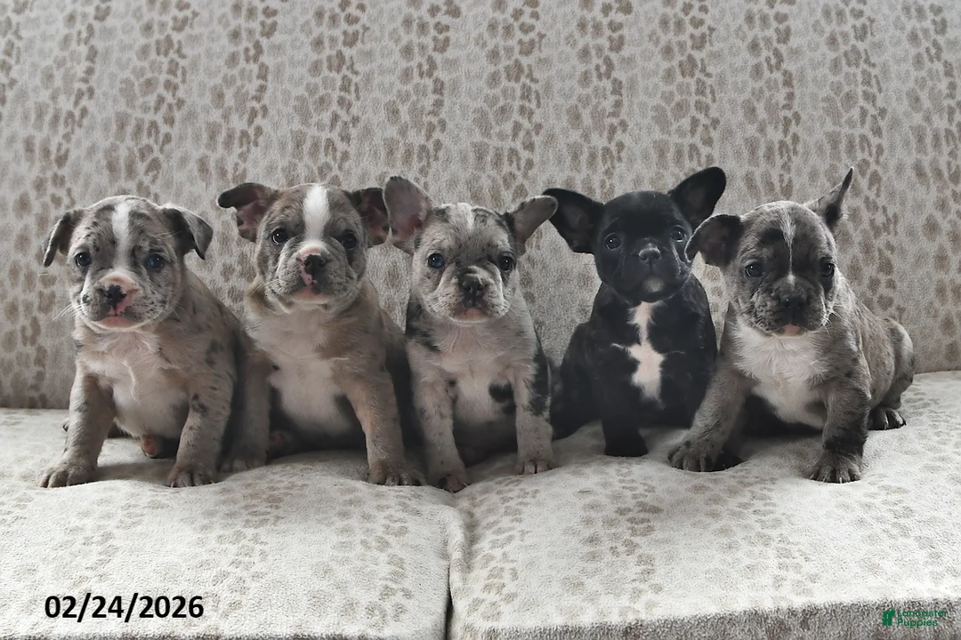 Frenchton dogs for sale: Bob - Ad 3