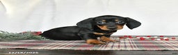 Miniature Dachshund dogs for sale: Scout - Ad 4