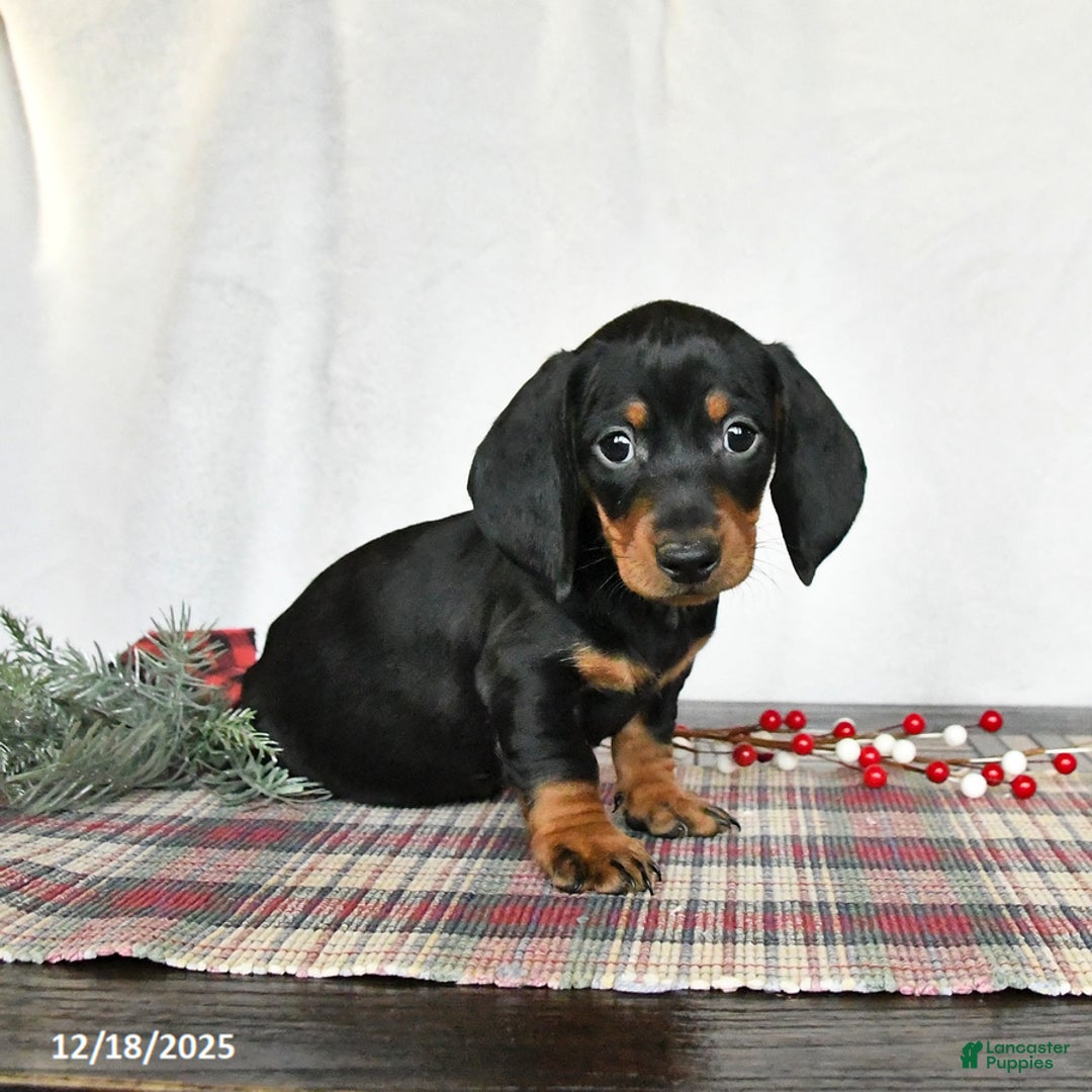 Miniature Dachshund dogs for sale: Scout - Ad 4