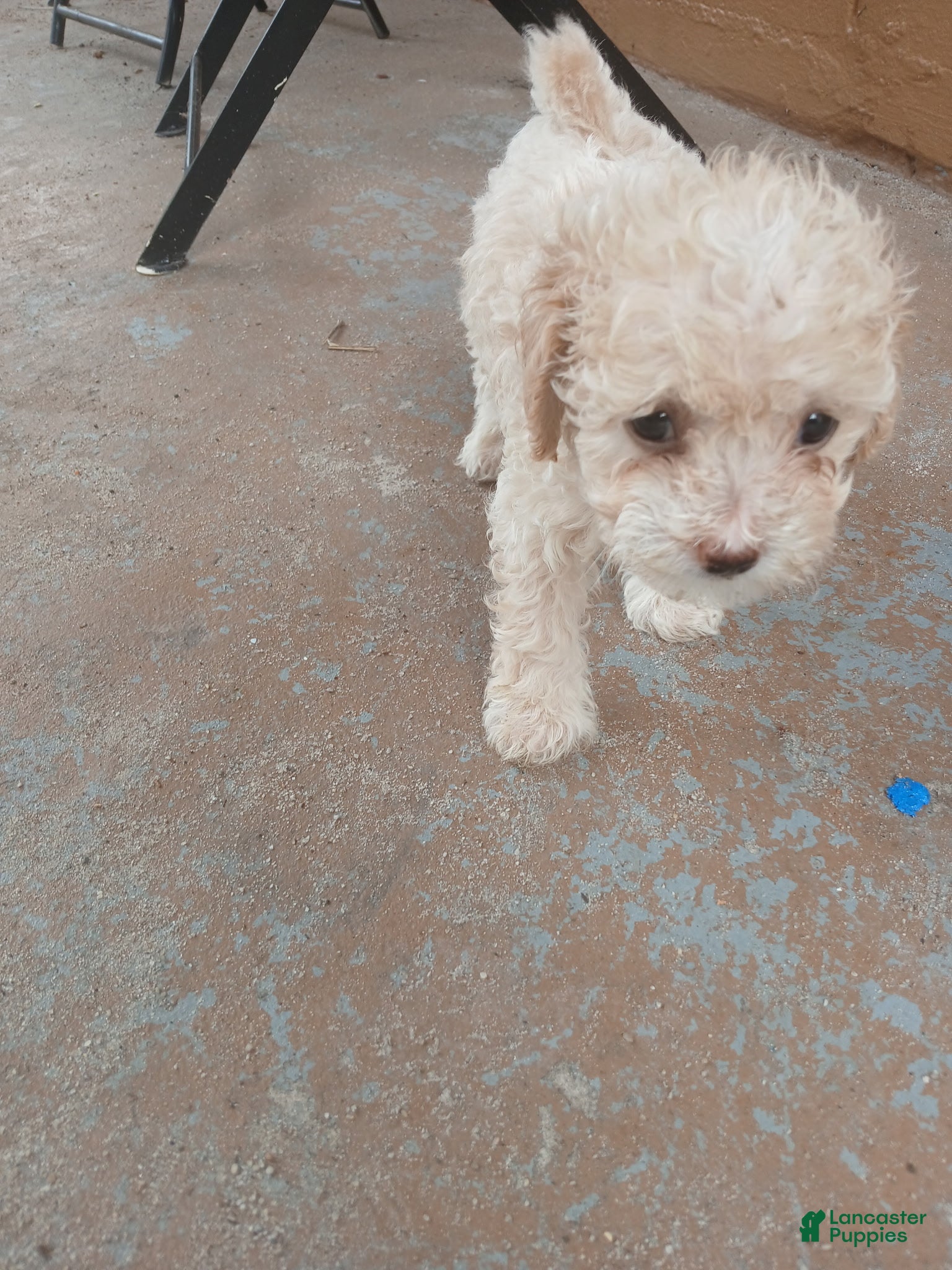Toy Poodle dogs Toy Poodle Puppy 1 - Ad 19