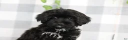 Yorkiepoo dogs for sale: Salem - Ad 1