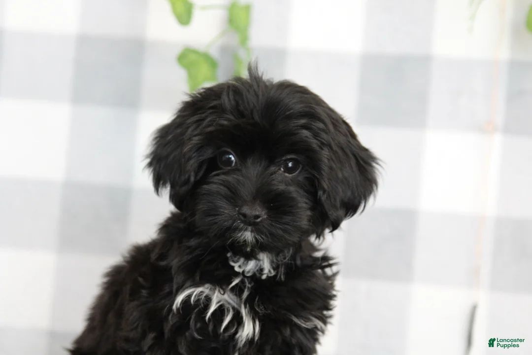 Yorkiepoo dogs for sale: Salem - Ad 1