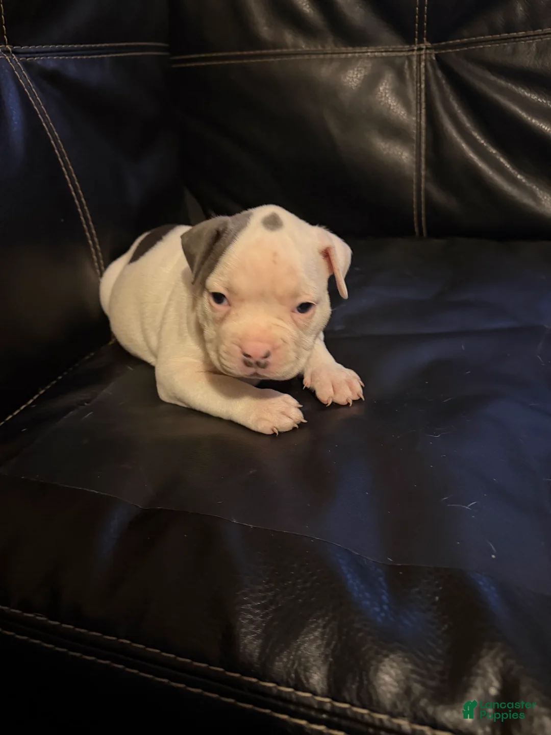American Bully dogs for sale: Spotty - Ad 2