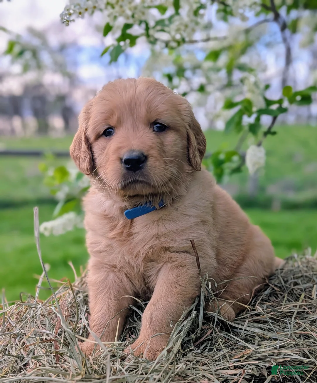Golden Retriever dogs for sale: River - Ad 1