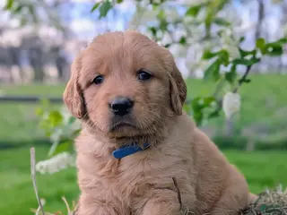 Golden Retriever dogs for sale: River - Ad 3