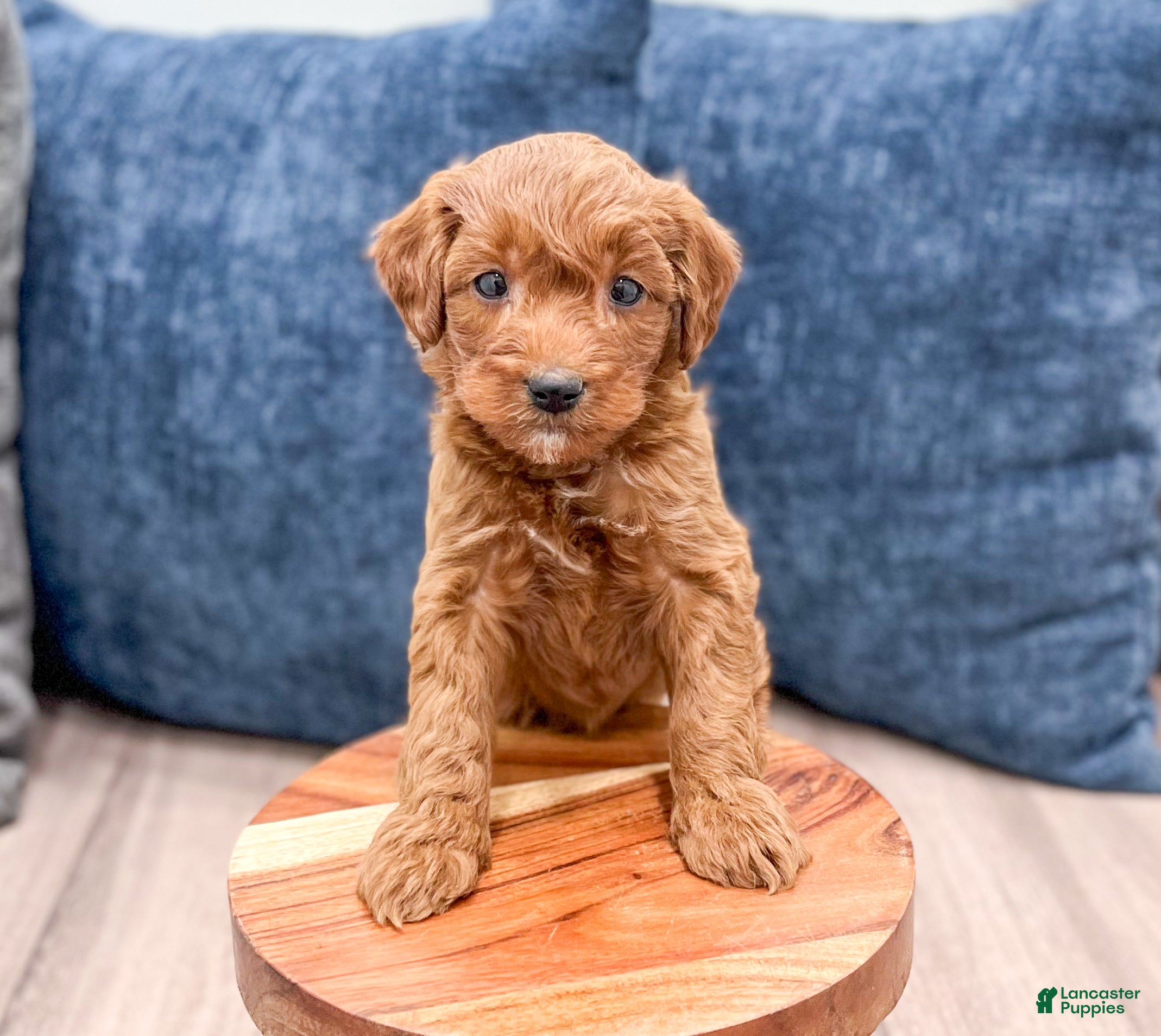 Mini Goldendoodle dogs Sparky - Ad 33