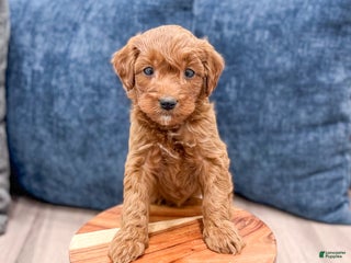 Mini Goldendoodle dogs Sparky - Ad 34