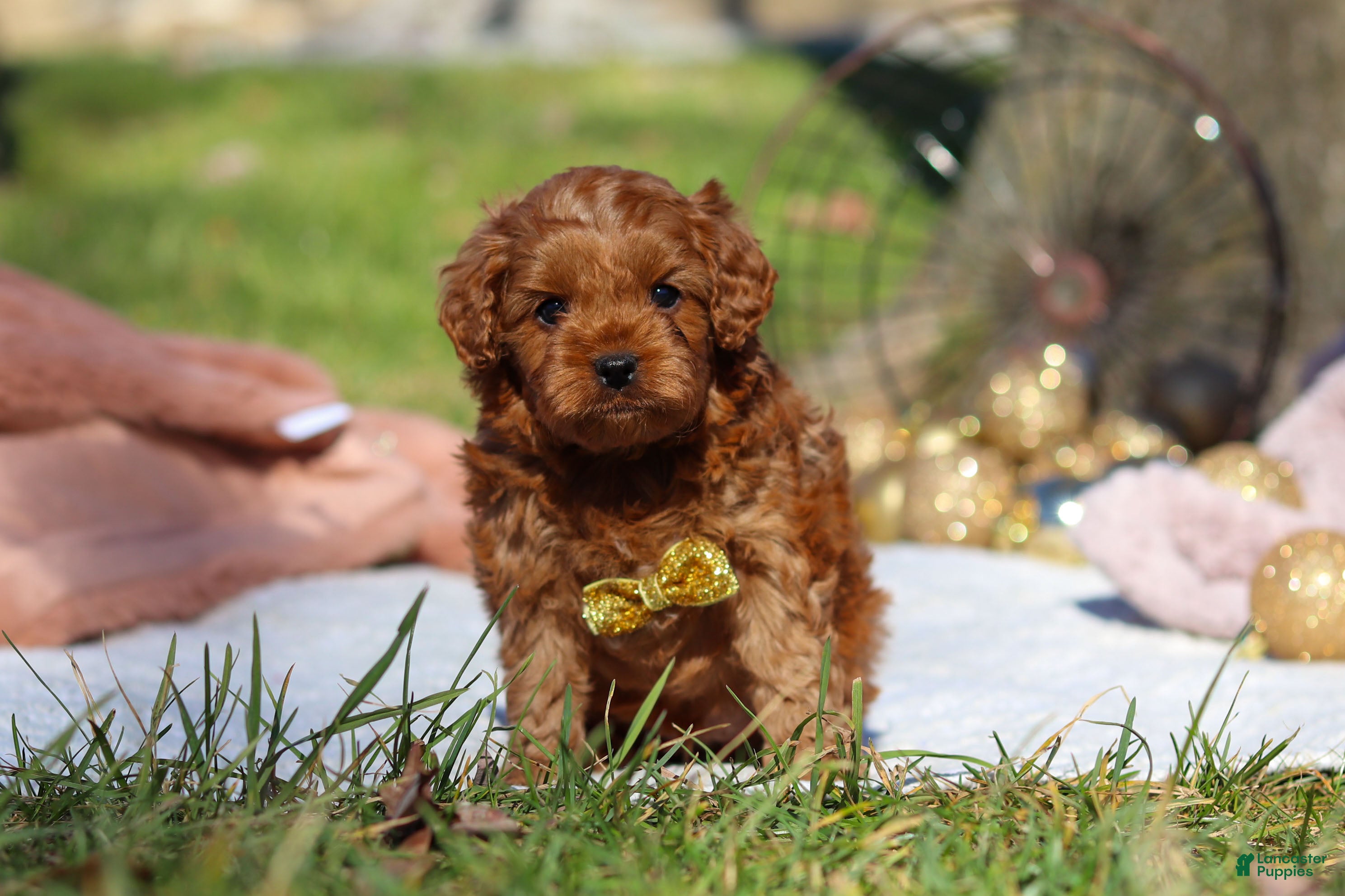 Cavapoo dogs Archie - Ad 41