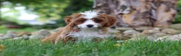 Cavapoo dogs for sale: Precious - Ad 12