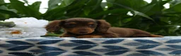 Miniature Dachshund dogs for sale: Sneakers - Ad 2