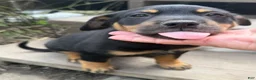 Mixed Breed dogs for sale: Hank - Ad 3