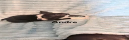 Boston Terrier dogs for sale: Andre - Ad 3