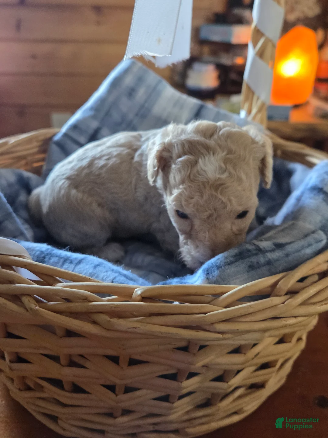 Toy Poodle dogs for sale: Toy Poodle 3 - Ad 1
