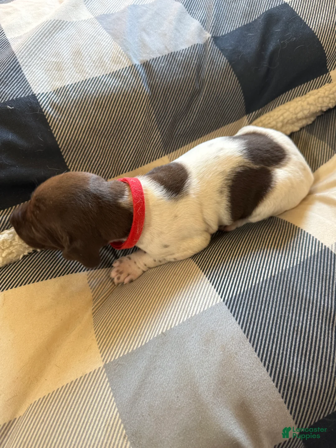 German Shorthaired Pointer dogs for sale: German Shorthaired Pointer Puppy 3 - Ad 2