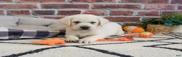 Labrador Retriever dogs for sale: Wilson  - Ad 5
