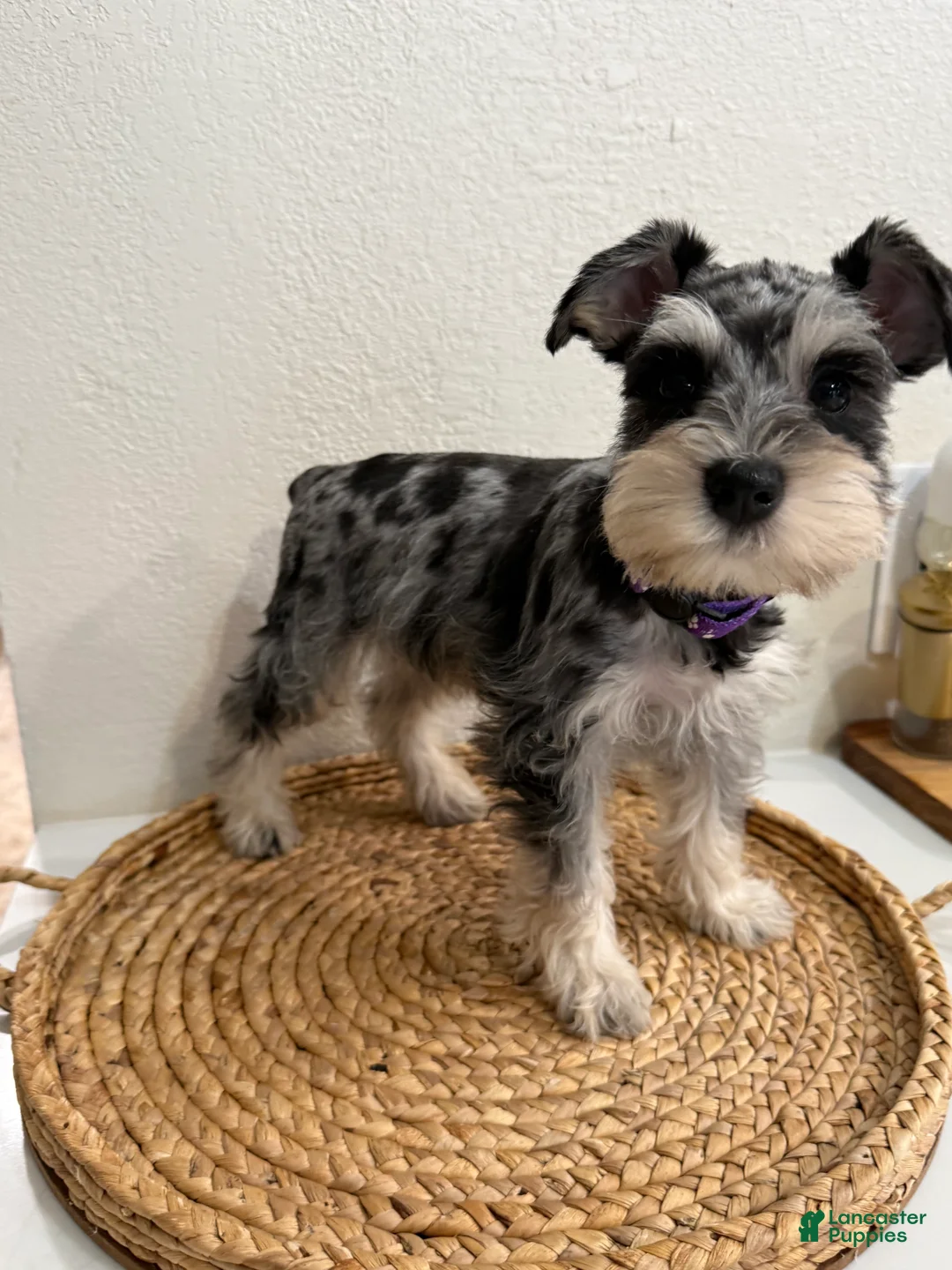 Miniature Schnauzer dogs for sale: Blossom - Ad 2
