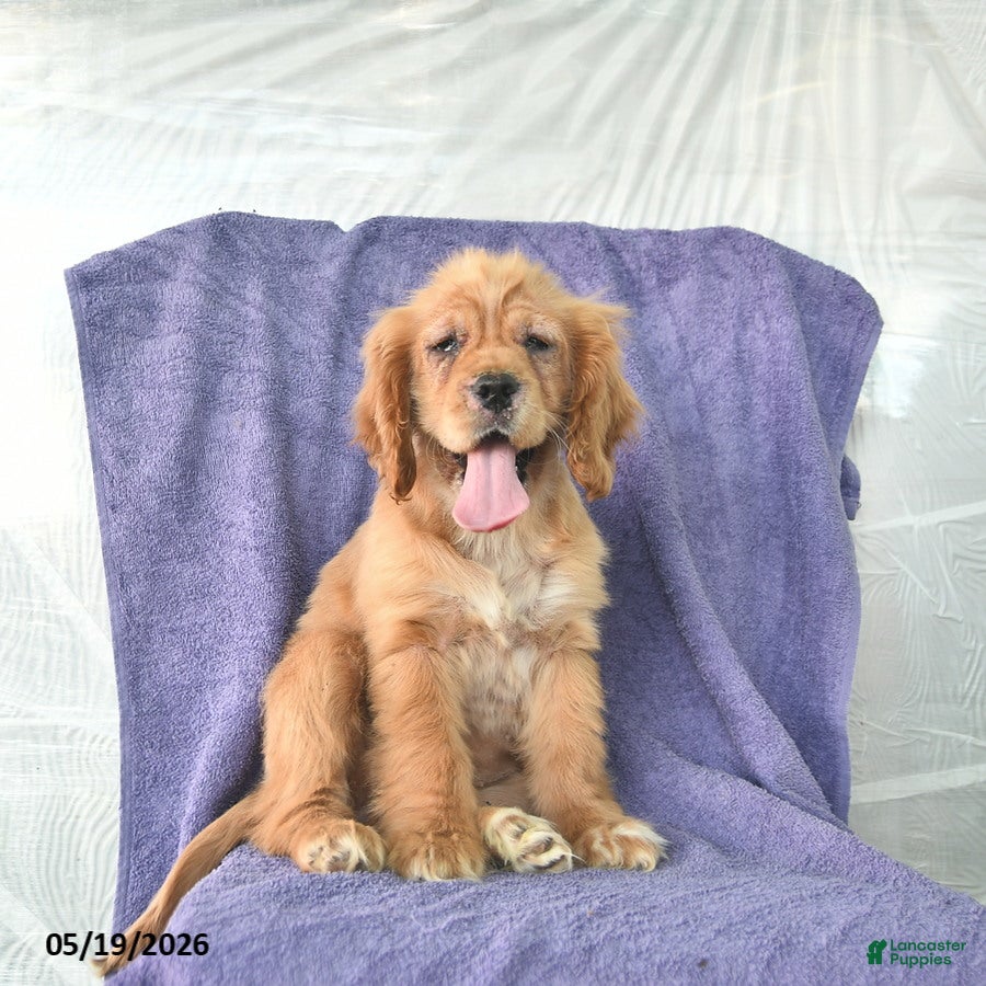 Cocker Spaniel dogs Hazel - Ad 2