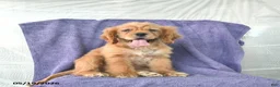 Cocker Spaniel dogs for sale: Hazel - Ad 2