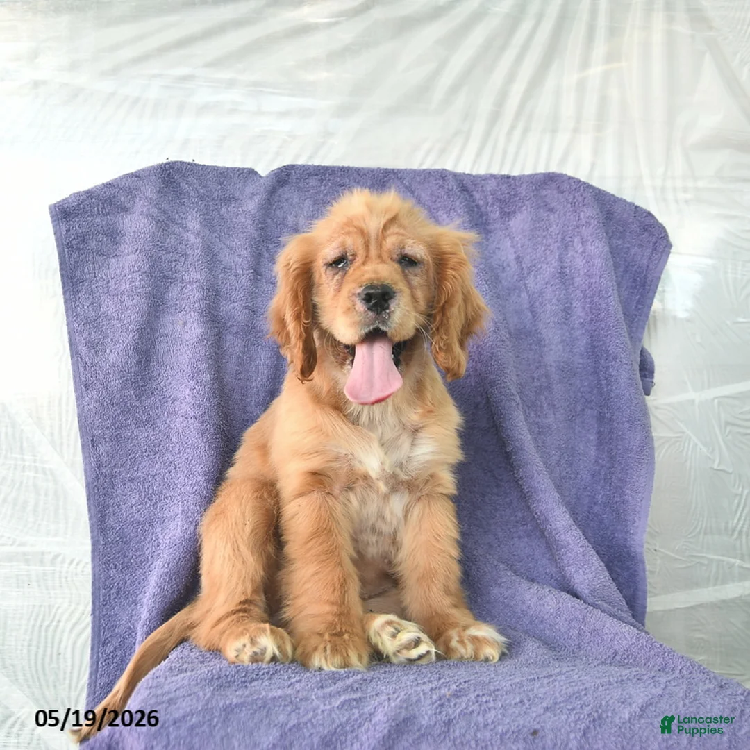 Cocker Spaniel dogs for sale: Hazel - Ad 2