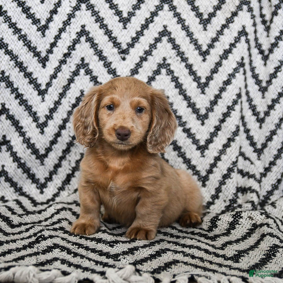 Miniature Dachshund dogs Ziggy - Ad 3
