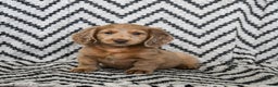 Miniature Dachshund dogs for sale: Ziggy - Ad 1