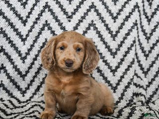 Miniature Dachshund dogs Ziggy - Ad 20