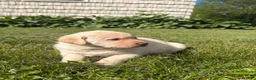 Labrador Retriever dogs for sale: Sammy - Ad 5