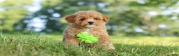 Maltipoo dogs for sale: Patrick - Ad 1